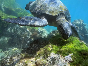 Imagen de La carrera por la vida: Reptiles - 1