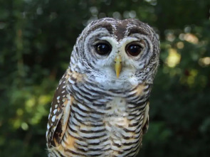 Imagen de La carrera por la vida: Aves rapaces - 1