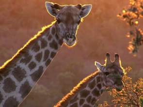 Imagen de La carrera por la vida: Herbívoros - 1