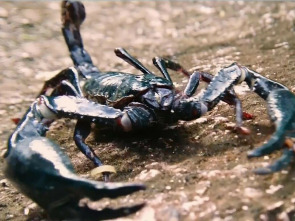 Imagen de La cursa de la vida: La gran carrera del desierto - 1