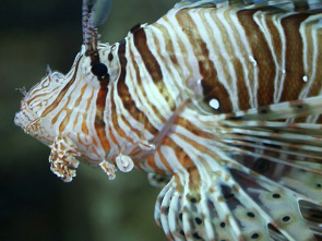 Imagen de La carrera por la vida: Depredadores submarinos - 1