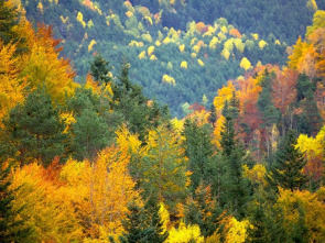 El bosque protector: Torrente Enseu