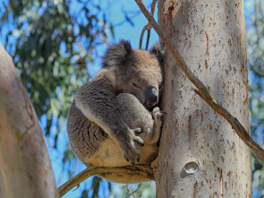 Imagen de La vida secreta de los koalas  - 1