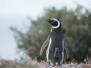 Imagen de Animales con cámaras  - 1