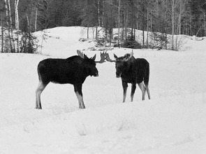 Imagen de  Un paraíso invernal - 1