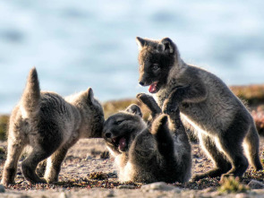 Imagen de L'any de la natura...: Tardor - 1
