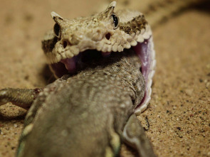 Imagen de Wild México  - 1