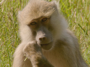 Cuentos de Zambia: El valle de los pájaros