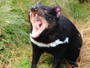 Imagen de Tasmania: extraña y sorprendente - 1