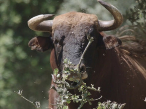 Imagen de Dehesa - 1