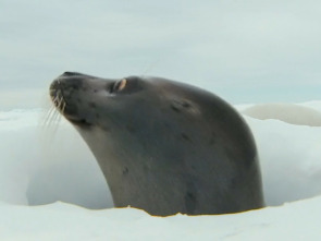 Imagen de Focas. Unos mamíferos con mucho carácter - 1