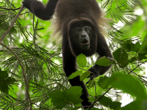 Imagen de Hotspots: Madagascar - 2