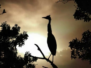 La reina de la noche