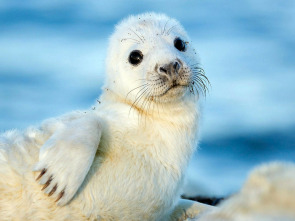 Imagen de El Salvaje Mar Báltico - 1