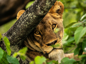 Imagen de Okavango: el riu...: Paradís - 1