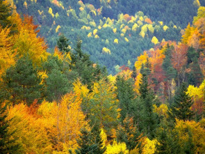 El bosque protector: Bosques por el mundo, las Landas