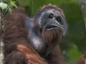 Borneo: El edén ancestral de la Tierra