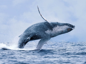 Imagen de Maravillas del océano  - 1