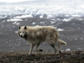 Lobos blancos: Fantasmas del Ártico