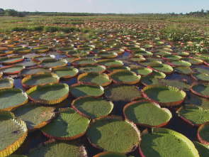Imagen de Los secretos naturales...: El Amazonas: La gran inundacion - 1