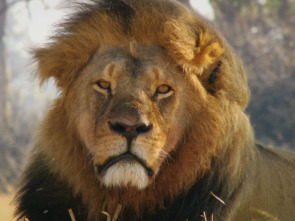 Imagen de Cecil: el legado de un rey - 1