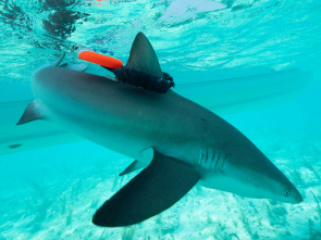 Imagen de Animales con cámaras  - 1