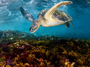 Mediterráneo: un mar en peligro