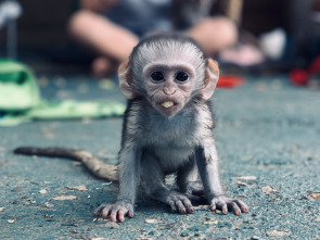 Imagen de Rescate de animales bebé: Ep.3 - 1