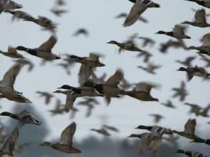 Imagen de ¡Qué animal! (T6): Aislados - 1