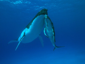 Imagen de Cachalotes: gigantes del mar - 1