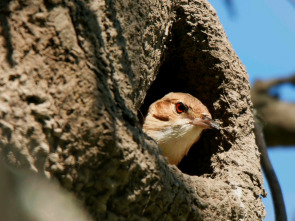 Imagen de Estructuras animales  - 1