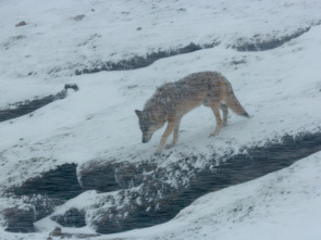 Imagen de Tibet, la cima del mundo - 1