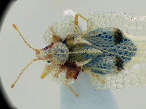 Imagen de Insecticidas, licencia para matar - 1