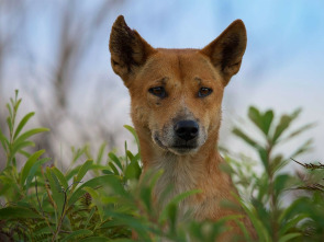 Perros salvajes: Conociendo a la familia