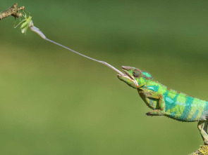 Animales al natural: Pulpos