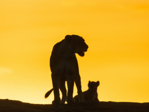 Imagen de Leones contra hienas - 1
