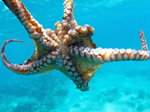 Imagen de Contactos con un pulpo gigante del Pacífico - 1