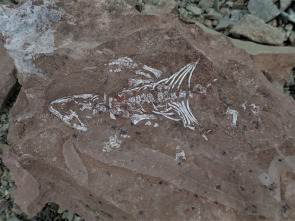 Imagen de Dinosaurios del...: Ep.2 - 1