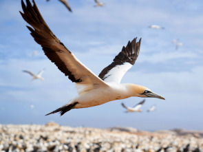 Imagen de El gran festín del océano - 1