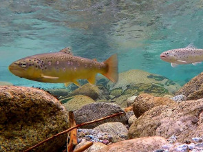Imagen de Una historia de peces - 1