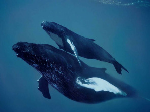 Imagen de En las profundidades...: La supervivencia - 1