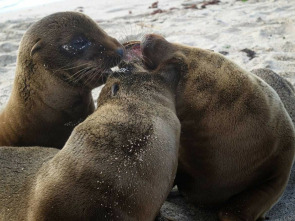 Imagen de Familias animales asombrosas: Ep.8 - 1