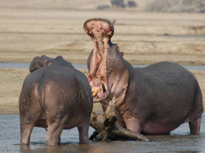 Imagen de La vida als rius africans: Riu Zambeze - 1