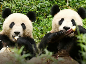Imagen de Cuatro estaciones en el reino del oso panda  - 1