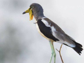 Imagen de La vida en el...: La abrasadoras llanuras del guepardo - 1
