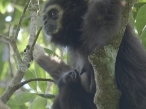 Imagen de El gibón. El simio...: Instinto musical - 1