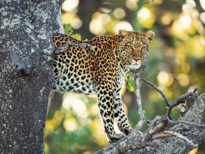 Imagen de Els contes africans de la Maleika: Sobreviure al Kalahari - 1