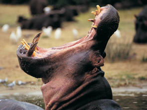 Imagen de Zambia salvaje: Pesos pesados de la naturaleza - 1