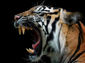 Imagen de Las caras salvajes  - 1