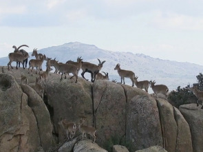 Imagen de Vida sobre las rocas - 1